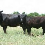 Dale raises a couple of Black Angus cattle each year and has marvelous steaks all year long...even in his motor-home. Read how in this post. 