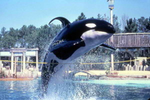 These magnificent animals are disciplined and their food is withheld if they don't perform silly tricks at SeaWorld. In the wild, orcas swim as much as two hundred miles a day. At SeaWorld they are confined 18 hours a day in concrete pens so small they cant move. Disgusting!