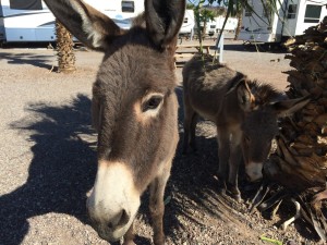 These burros are very friendly. 