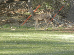 Deer at the picnic area. 