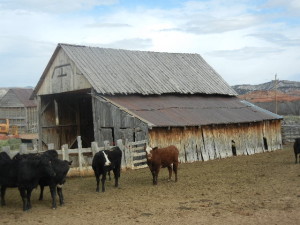 There are lots of cattle ranches in the area. 