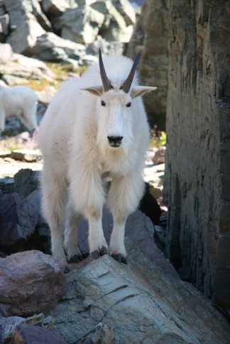 Олень козел. Коза альбинос. Горный козел альбинос. Снежная коза милая.